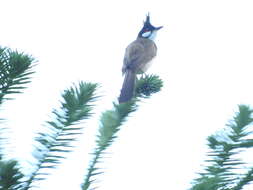 Image of Red-whiskered Bulbul