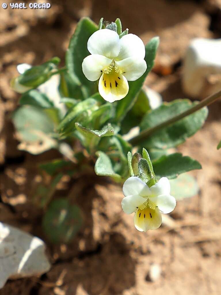 صورة Viola modesta Fenzl