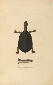 Image of Brazilian Radiolated Swamp Turtle