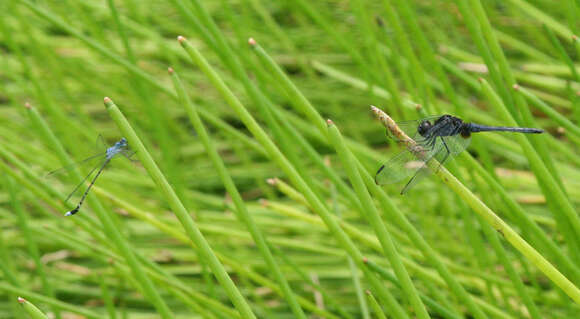 Image de Lestes praemorsus Hagen ex Selys 1862