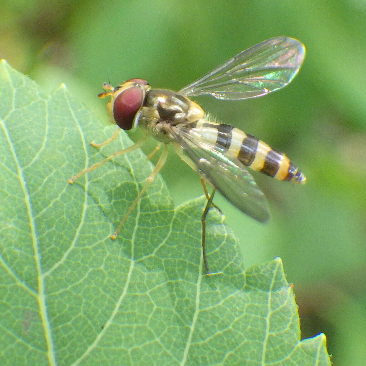 Image of Banded Meliscaeva