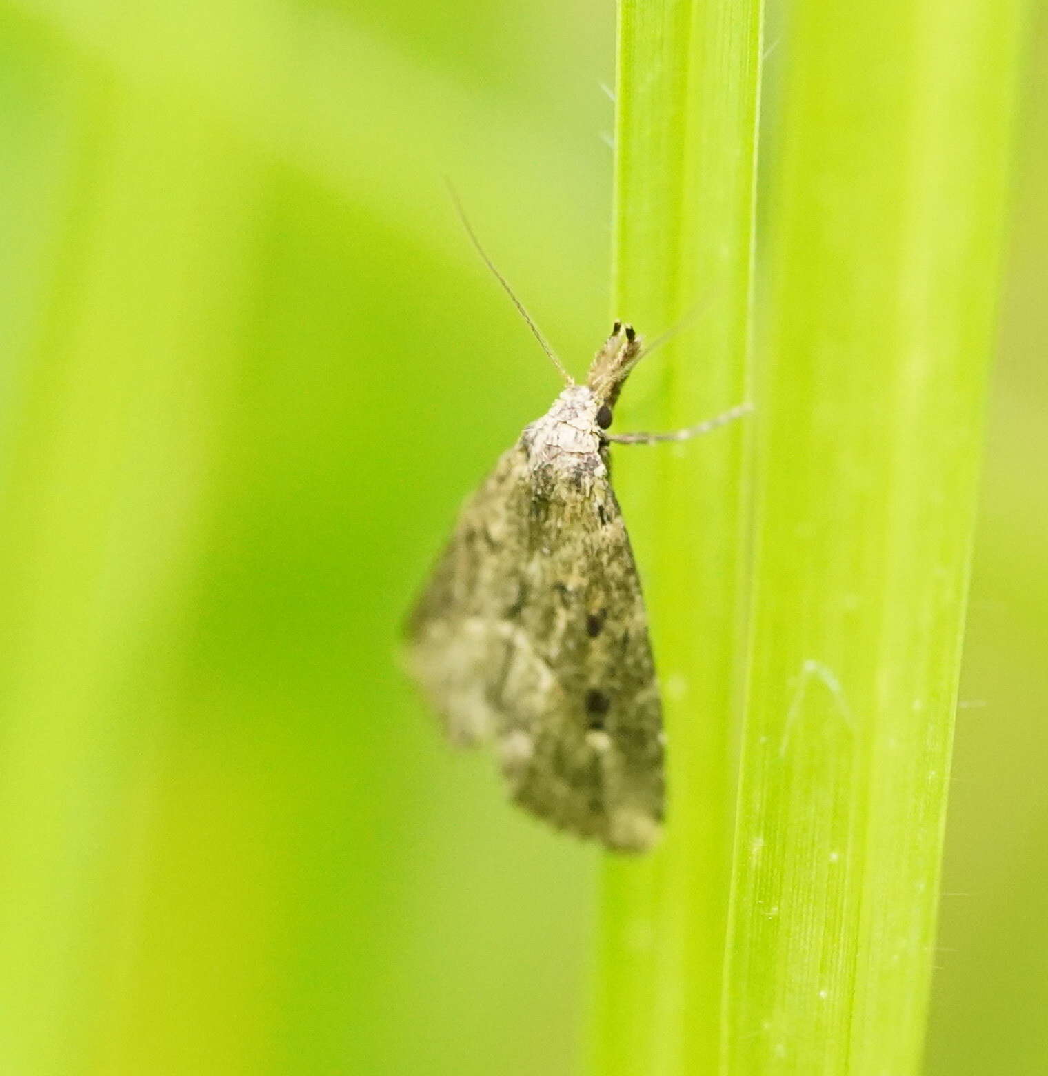 Image de Schrankia capnophanes Turner 1938