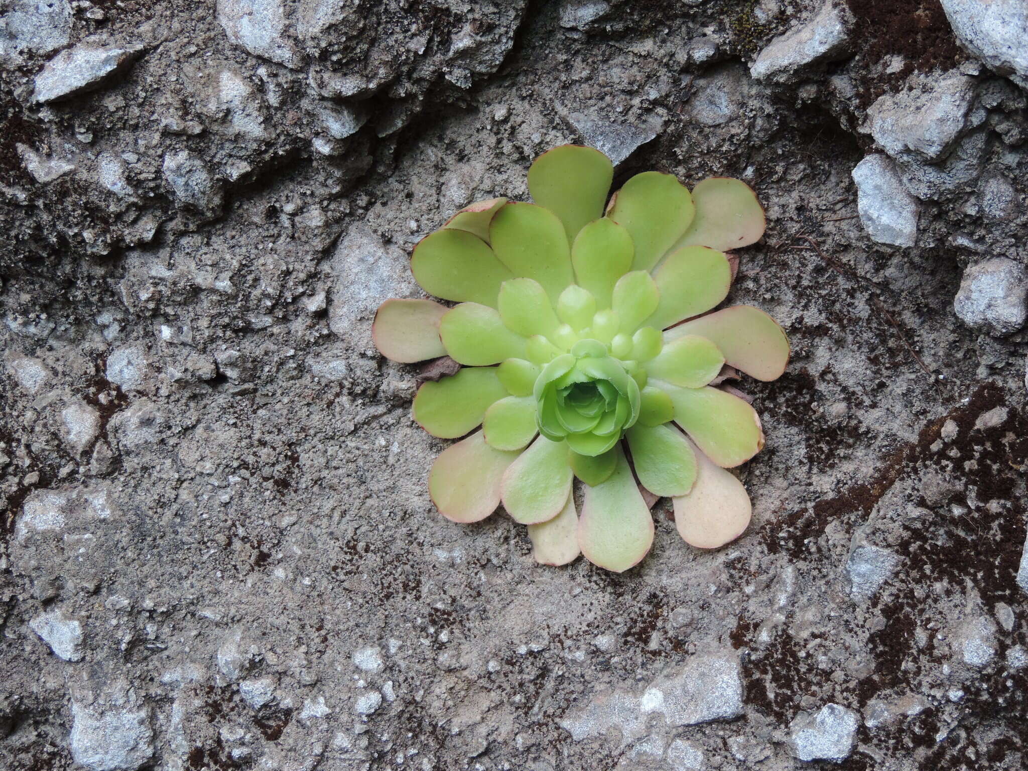 Image of Aeonium glandulosum (Ait.) Webb & Berth.