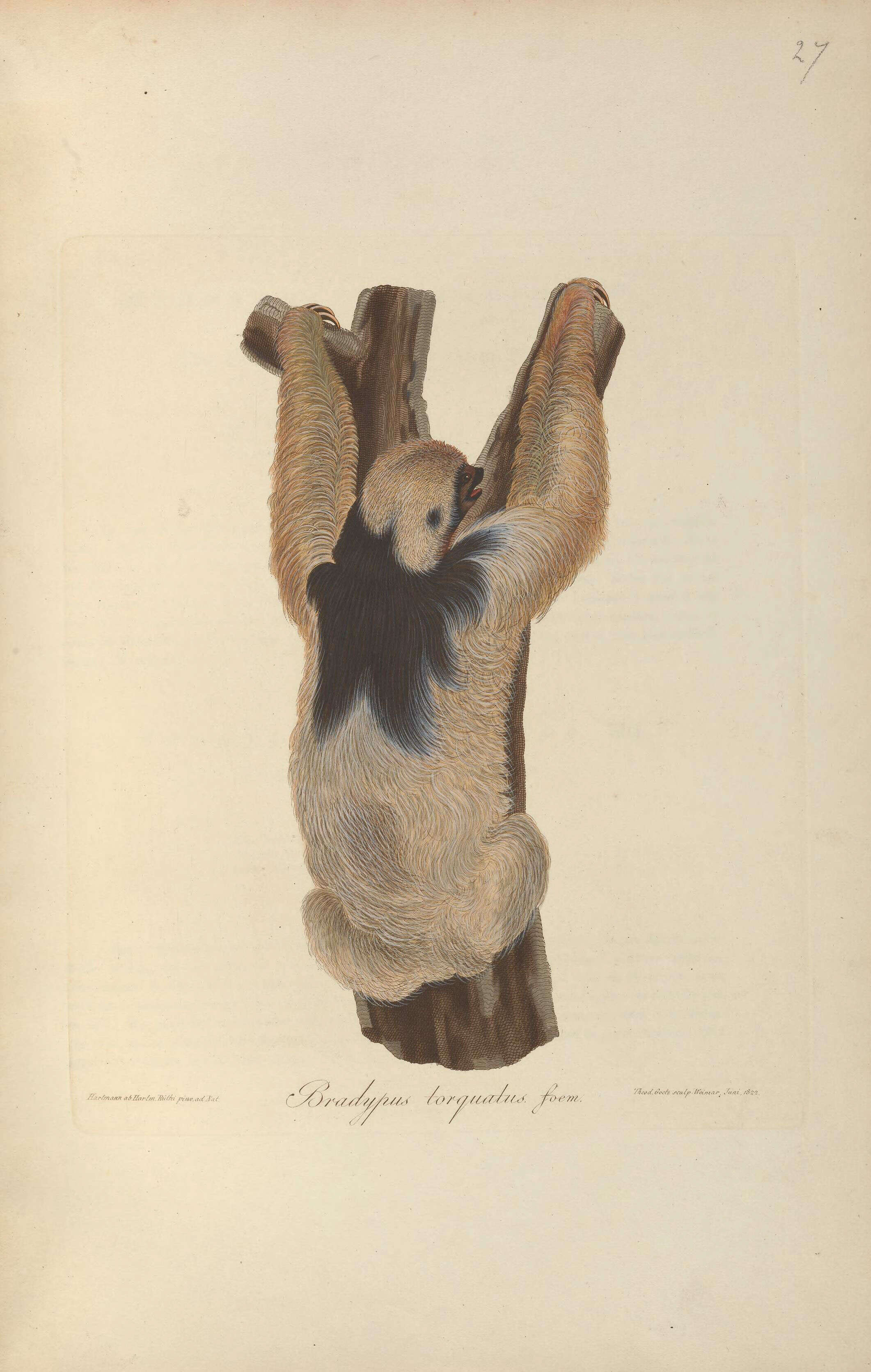 Image of Maned sloth