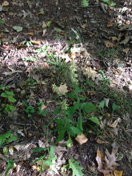 Solidago bicolor L. resmi