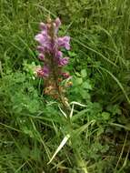 Image of Stately Dactylorhiza