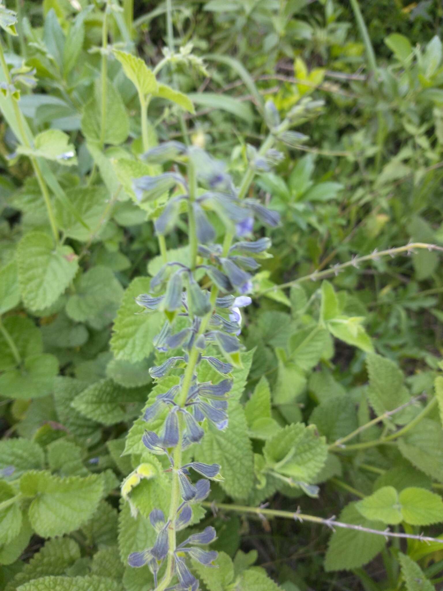 Sivun Salvia ovalifolia A. St.-Hil. ex Benth. kuva