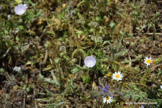 Imagem de Malva hispanica L.