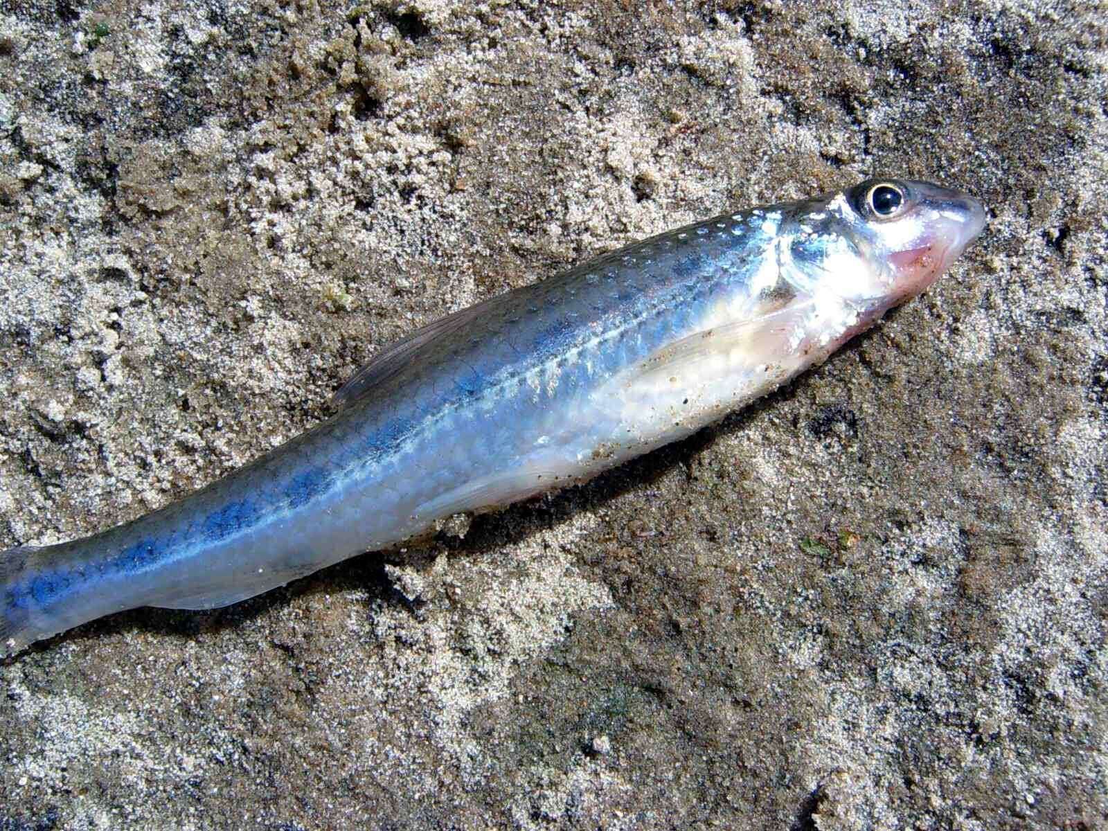 Image of White-finned Gudgeon