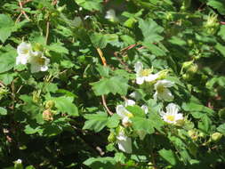 Image de Rubus neomexicanus A. Gray