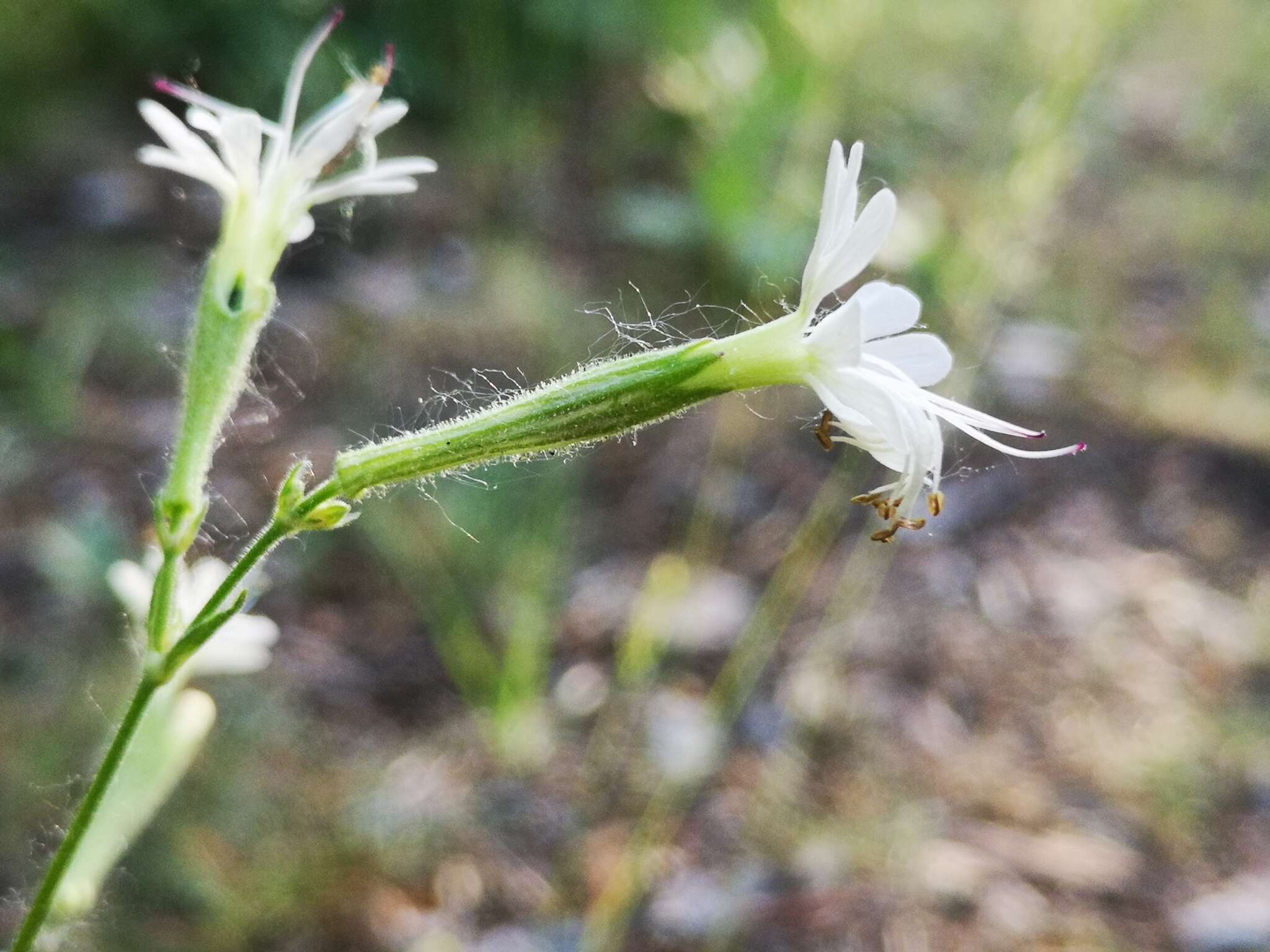 Image of Silene italica subsp. italica