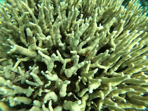 Image of Stony coral