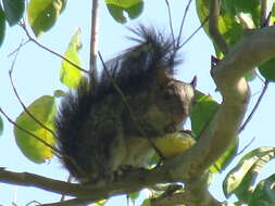 Image of Sciurus variegatoides goldmani Nelson 1898