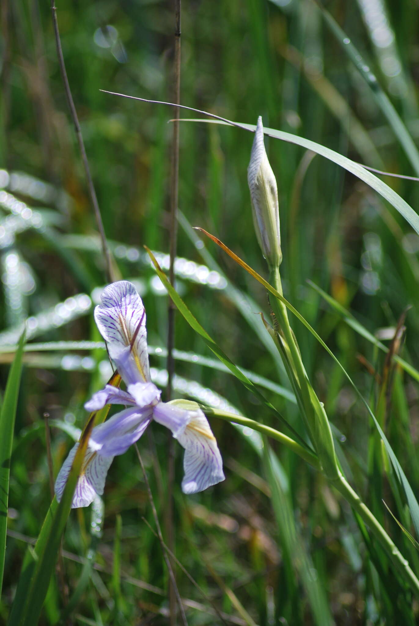 Plancia ëd Iris longipetala Herb.