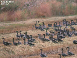 Image of Bean Goose