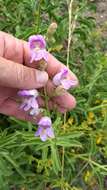 Image de Penstemon grinnellii subsp. grinnellii