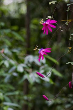 Image de Passiflora kermesina Link & Otto