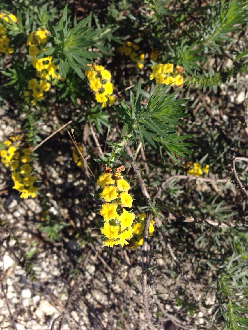 Image of Pineland Heliotrope