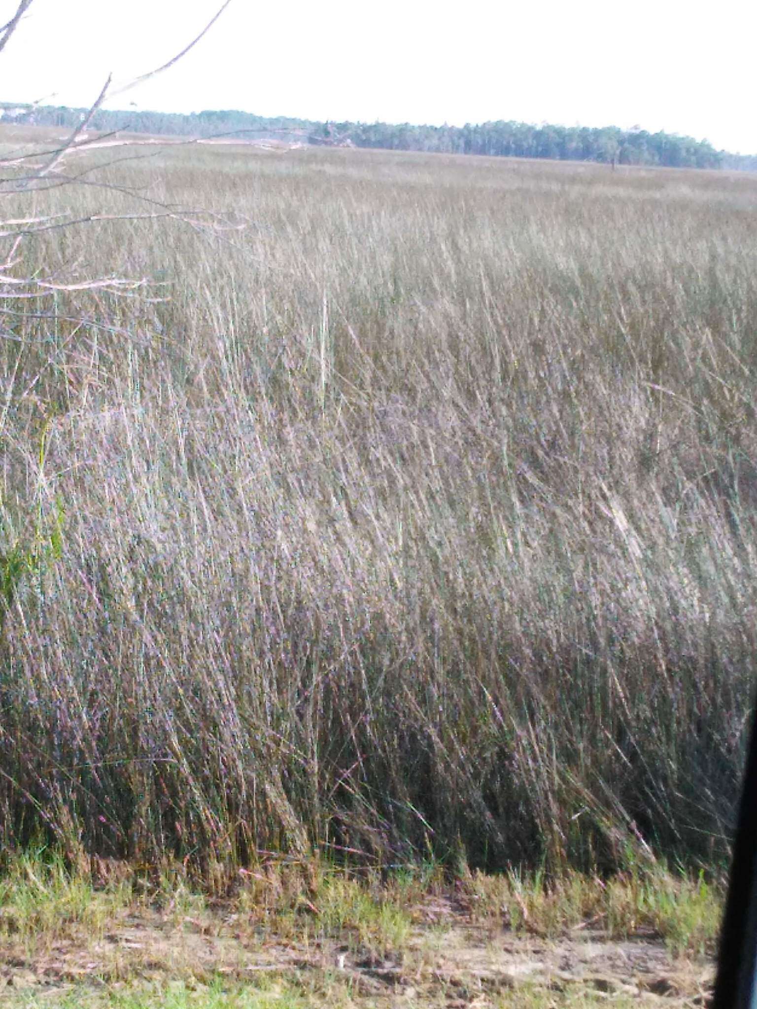 Image of needlegrass rush