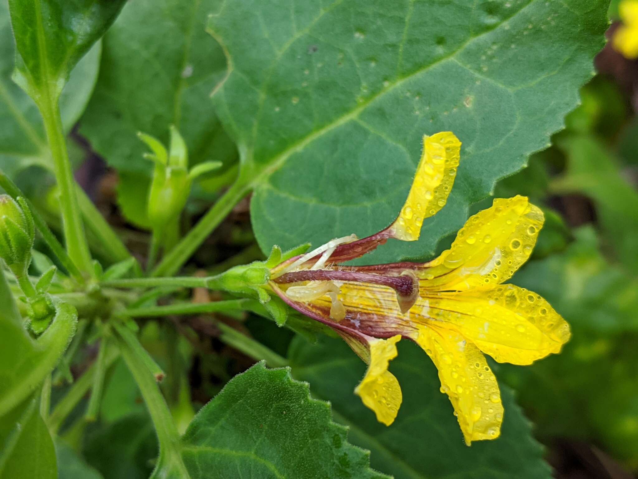 Image of Goodenia grandiflora Sims