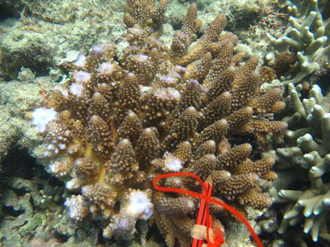 Image of Acropora gemmifera (Brook 1892)