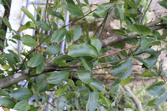 Image of Magnolia cylindrica E. H. Wilson