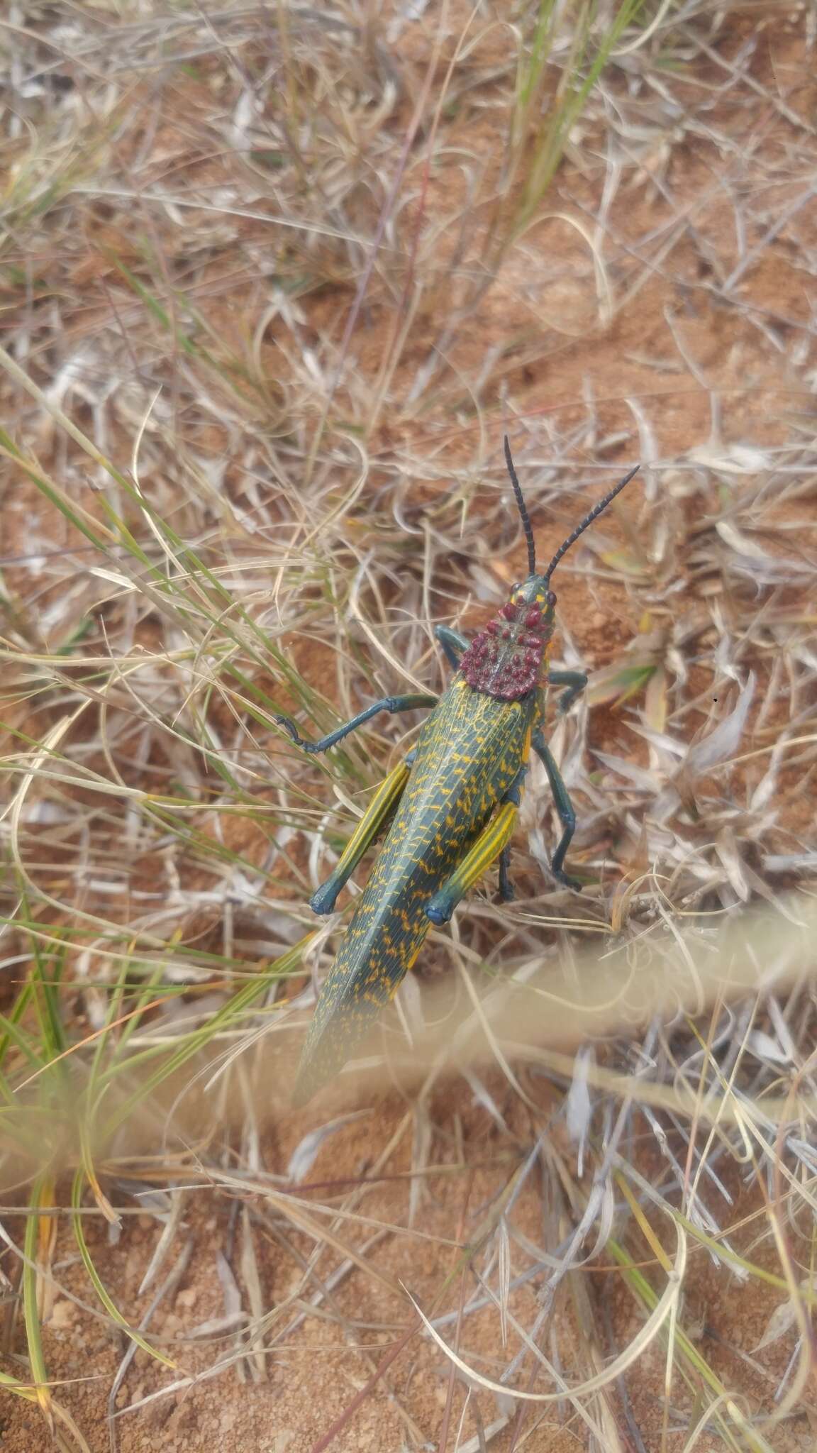 صورة Phymateus (Phymateus) saxosus Coquerel 1861