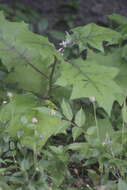 Image de Solanum stramonifolium Jacq.