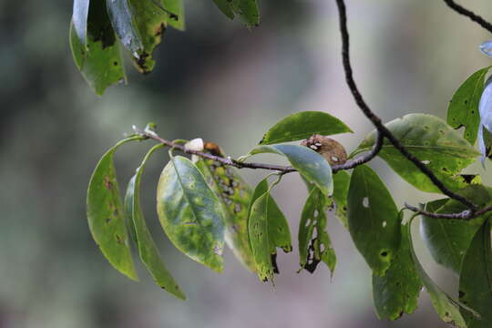 Image of Magnolia cylindrica E. H. Wilson