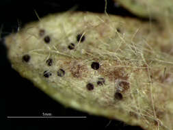 Image of Erysiphe acaenae (Havryl.) U. Braun & Havryl. 2012