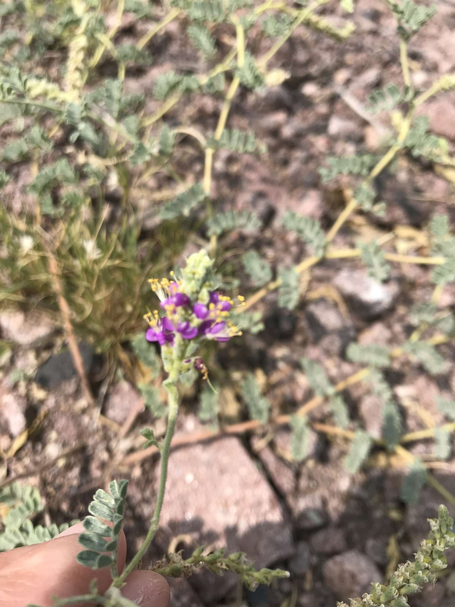 Image of woolly prairie clover