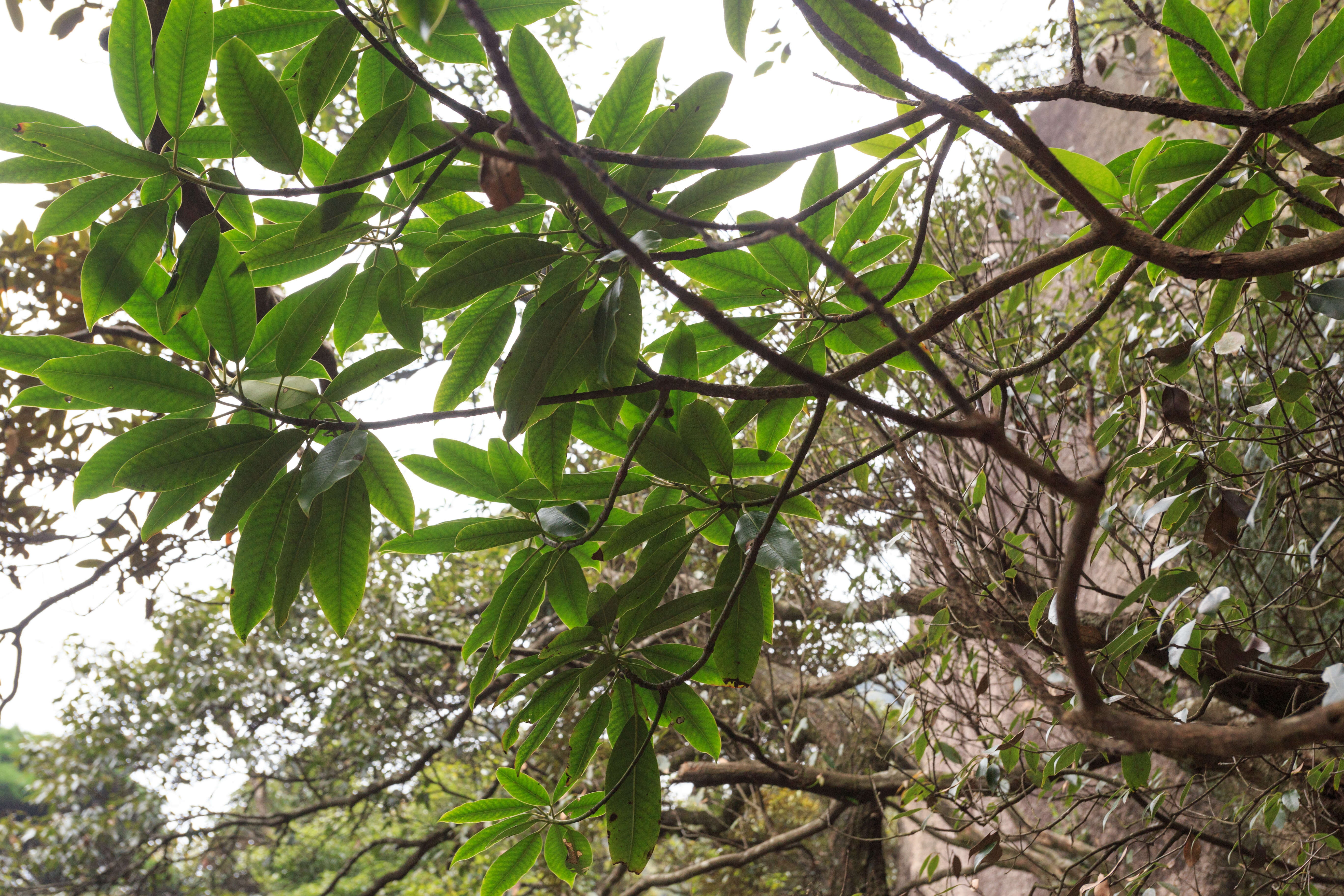 Image of Daphniphyllum macropodum Miq.