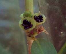 Imagem de Celosia grandifolia Moq.