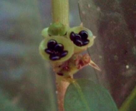 Plancia ëd Celosia grandifolia Moq.