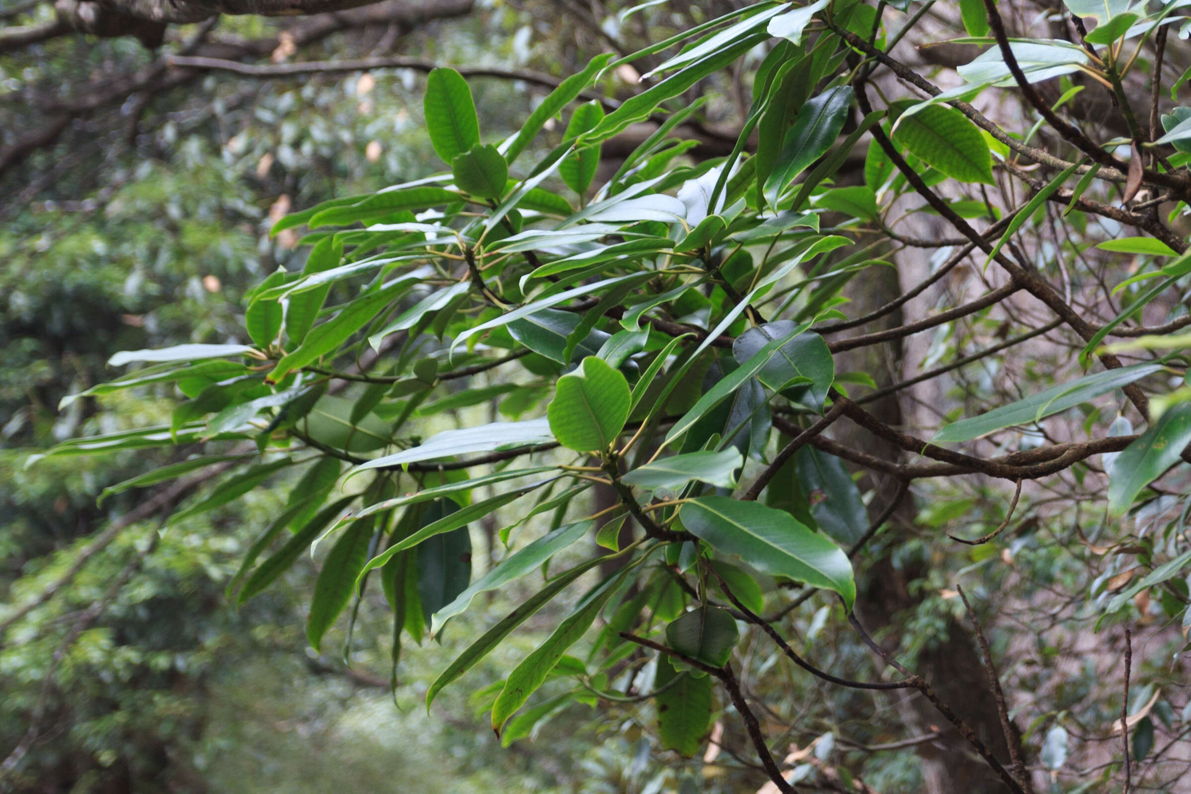 Imagem de Daphniphyllum macropodum Miq.