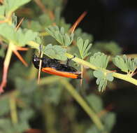 Image of Castiarina rufipennis (Kirby 1818)