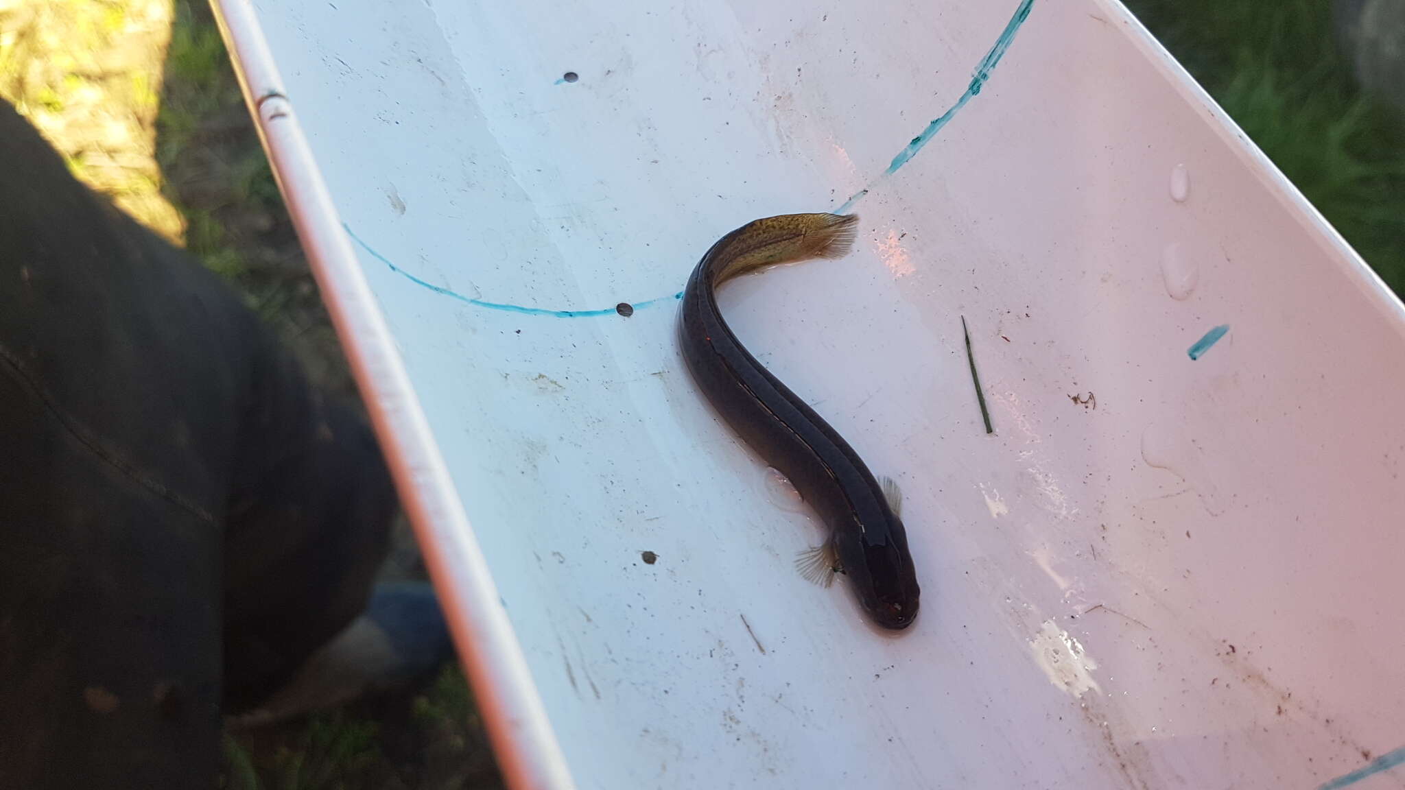 Image of Black Mudfish