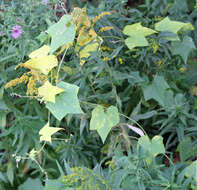 Image of oneseed bur cucumber