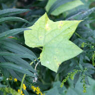 Image of oneseed bur cucumber