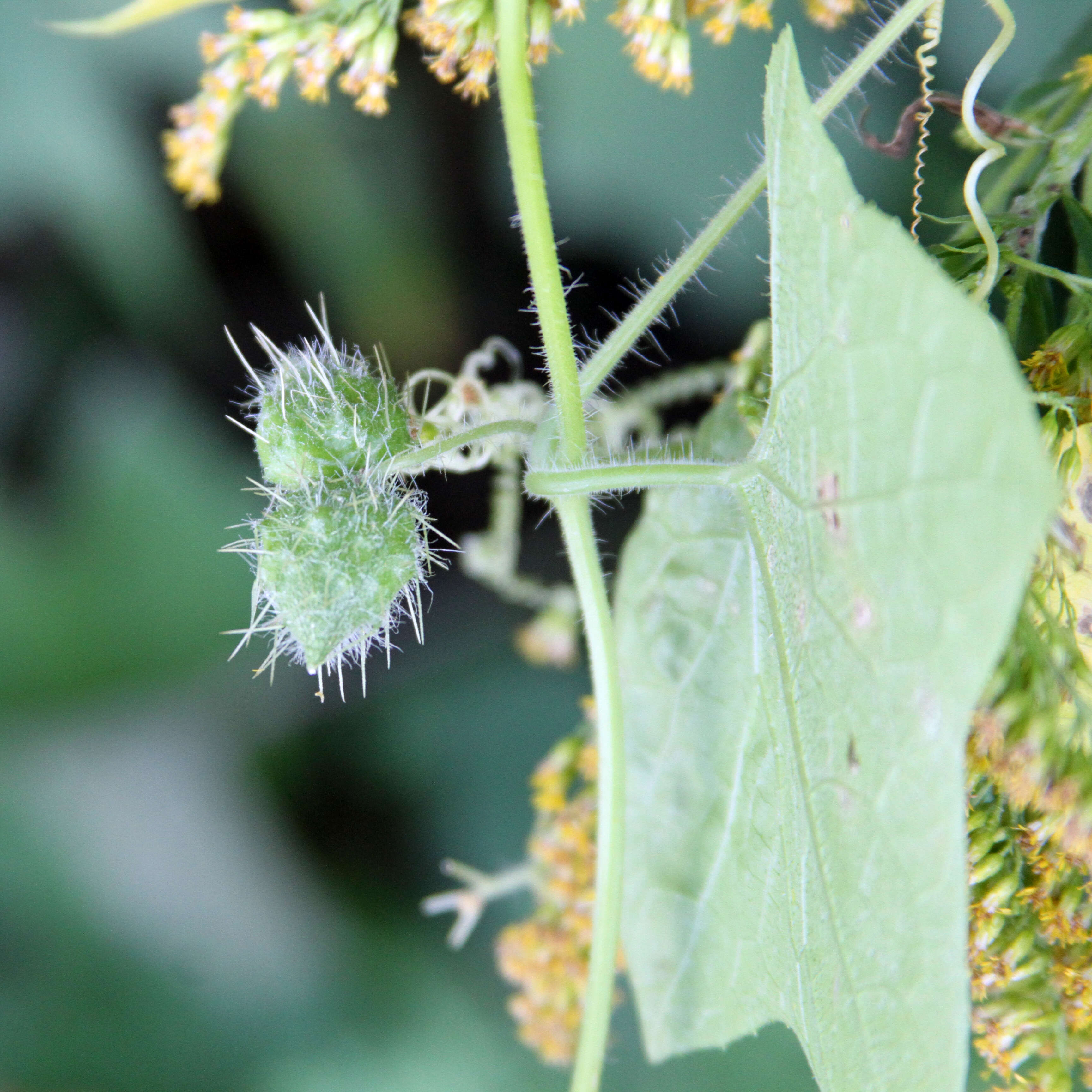 Image of oneseed bur cucumber