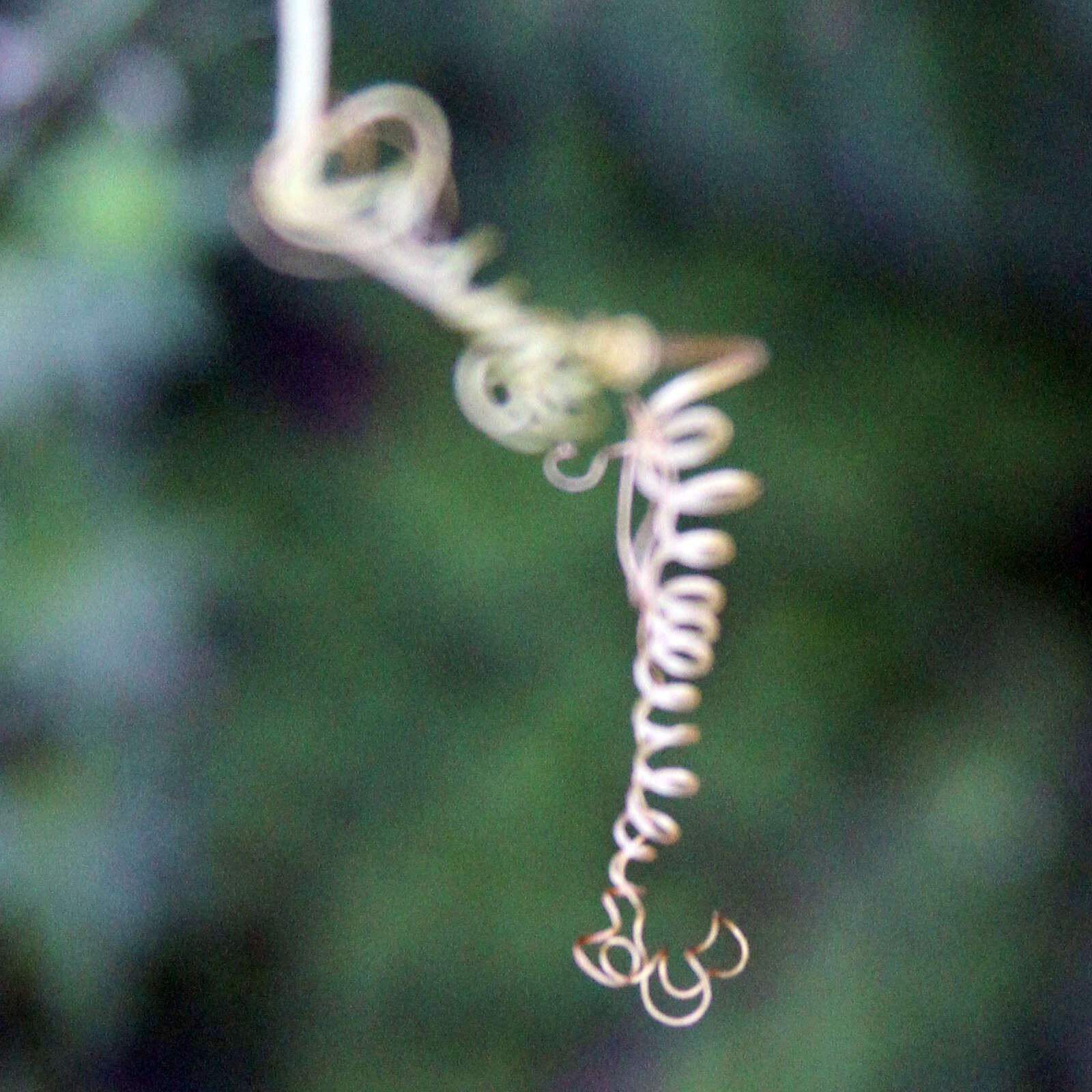 Image of oneseed bur cucumber