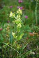 Image of Halenia corniculata (L.) Cornaz