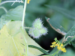 Image of oneseed bur cucumber