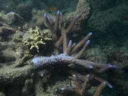 Image of Acropora grandis (Brook 1892)