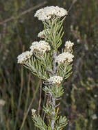 Ozothamnus rosmarinifolius (Labill.) DC. resmi