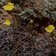 Imagem de Crocanthemum pugae (G. Calderón de Rzedowski)