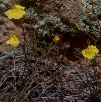 Crocanthemum pugae (G. Calderón de Rzedowski) resmi