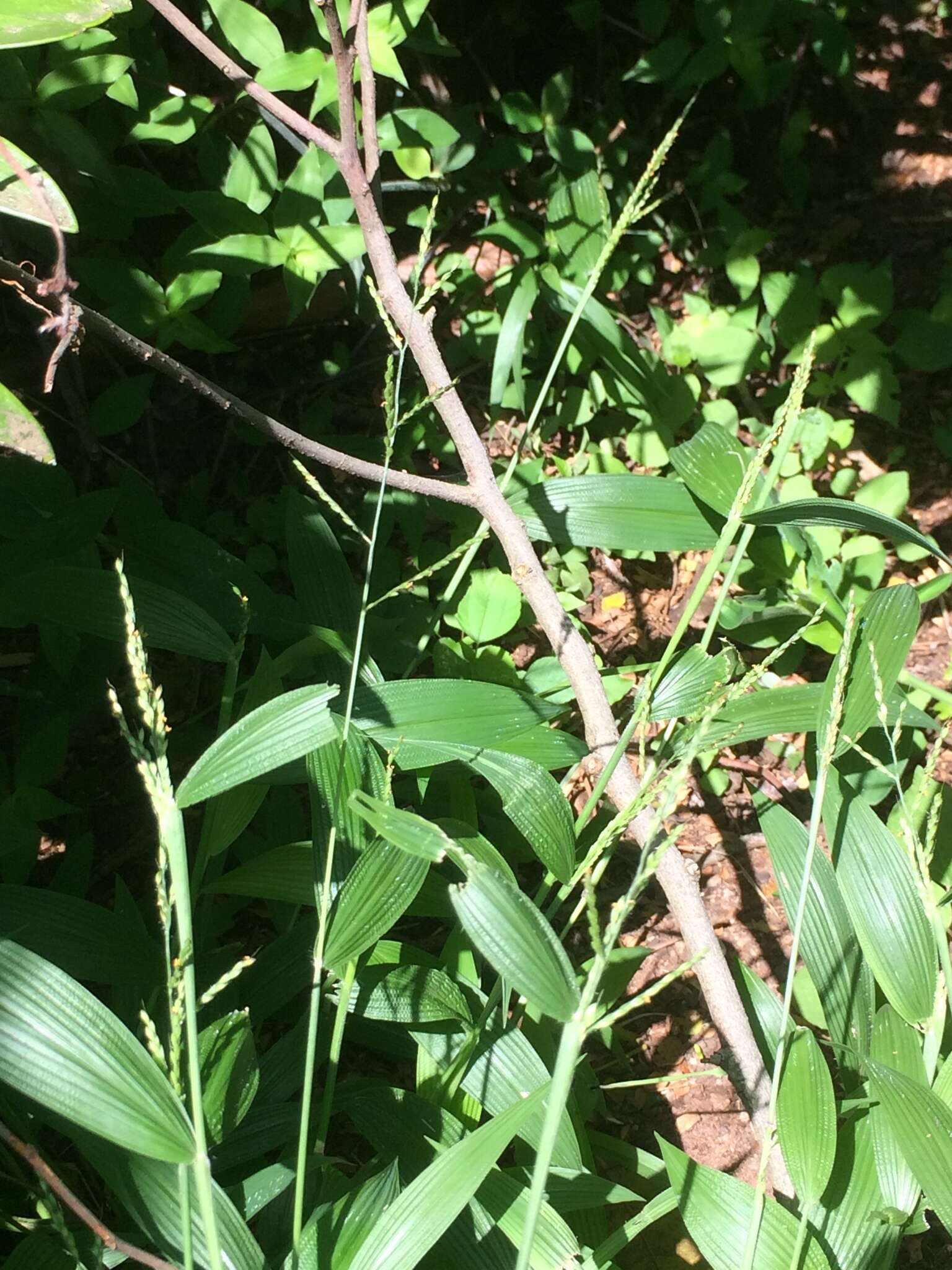 Image of bigleaf bristlegrass