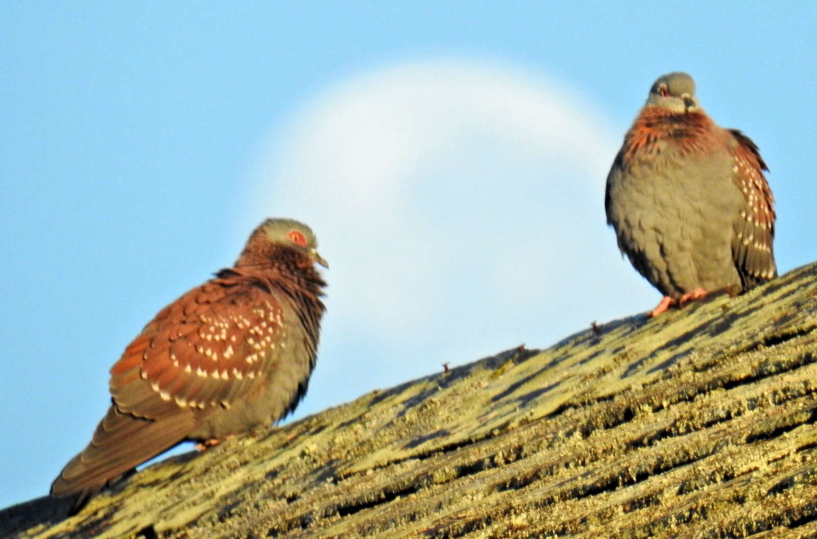 صورة Columba guinea phaeonota Gray & GR 1856