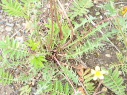 Image of Taraxacum scariosum (Tausch) Kirschner